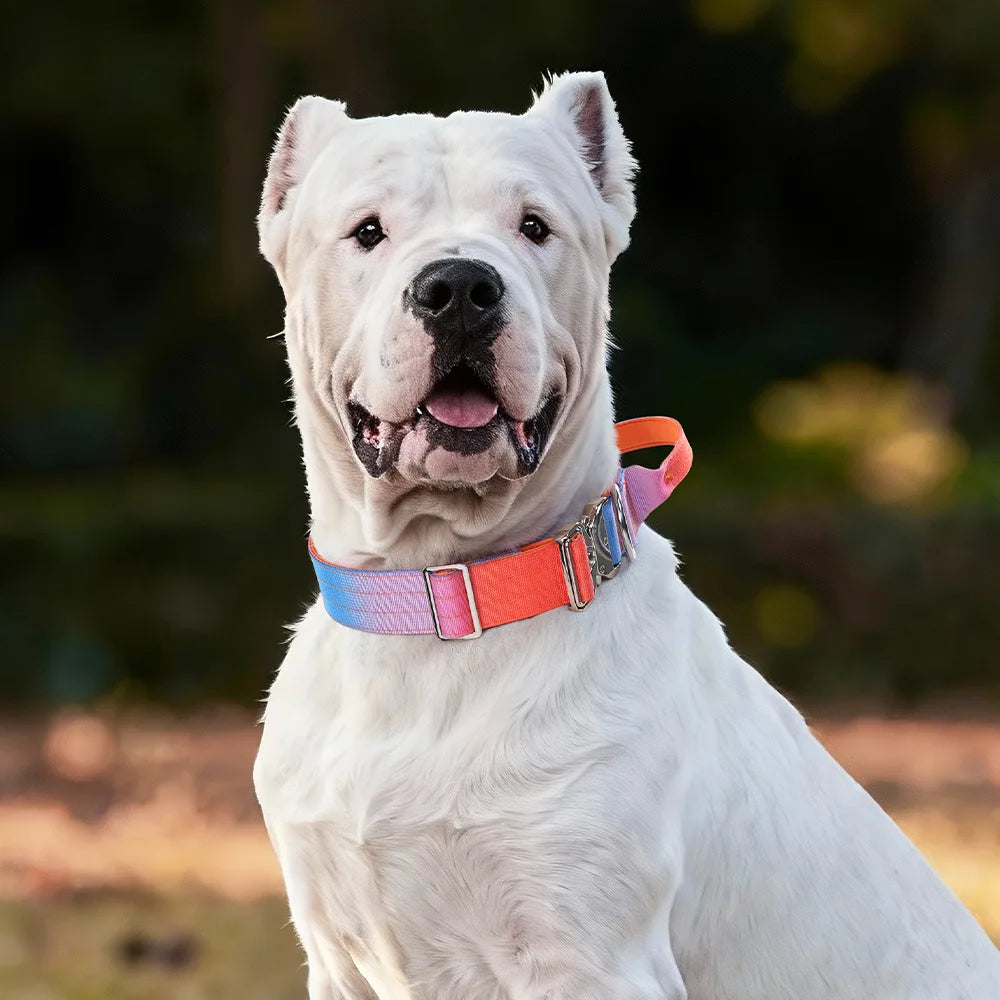 Tactical Dog Collar with Handle, Heavy‑Duty Nylon Adjustable Training Collar with Metal D‑Ring, Gradient Color for Medium to Large Dogs Outdoor Walking Hiking